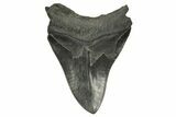Serrated, Fossil Megalodon Tooth - South Carolina #370001-2